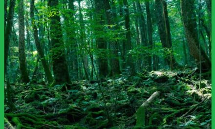 Aokigahara, el bosque de los suicidios