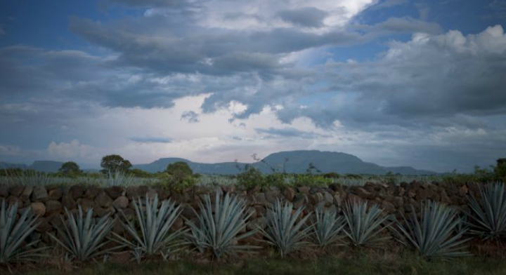 Tequila: bebida mexicana por excelencia