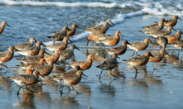 Día Mundial de las Aves Playeras