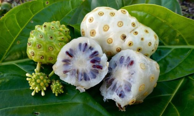 Beneficios del noni