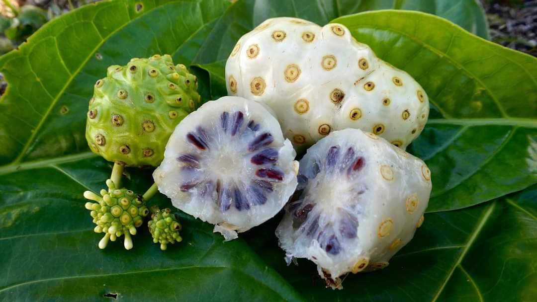 Beneficios del noni