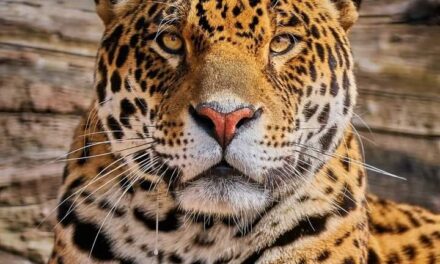 jaguar, animal de poder y sagrado de las culturas del Anáhuac