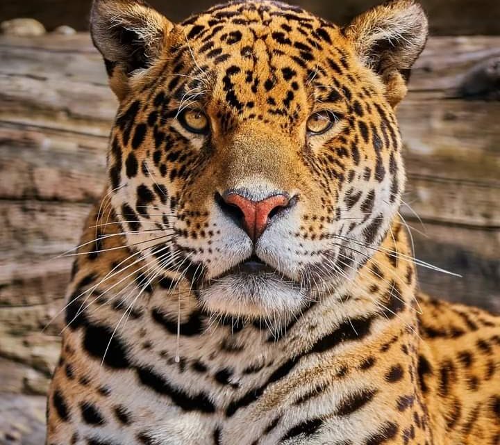 jaguar, animal de poder y sagrado de las culturas del Anáhuac