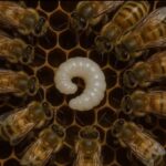 Las abejas guardan una sabiduría oculta….