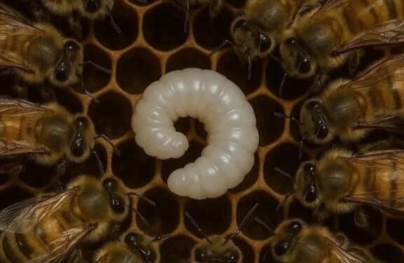 Las abejas guardan una sabiduría oculta….