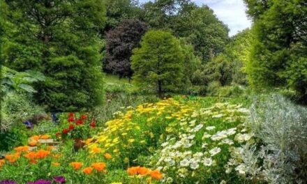 SIEMBRA UN ÁRBOL…