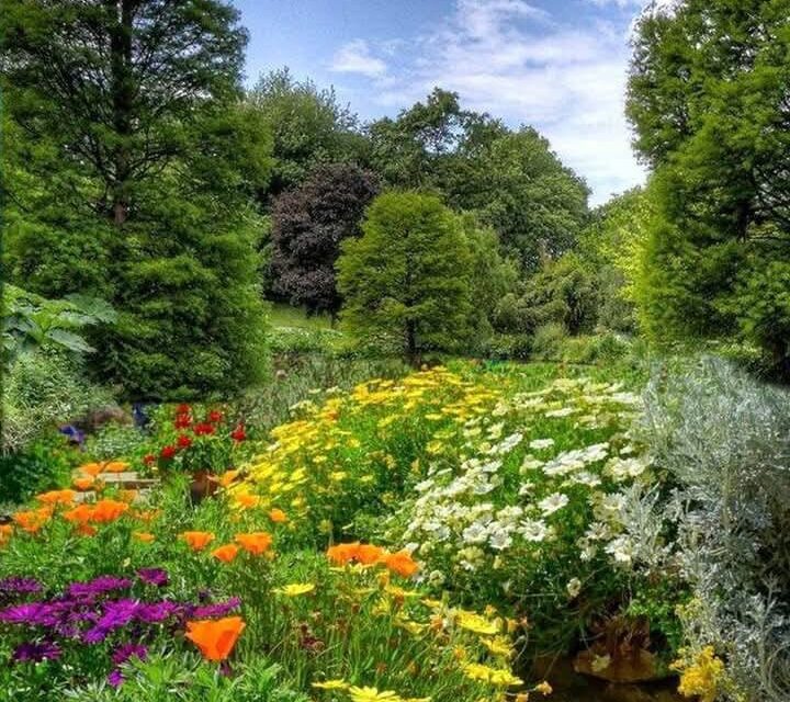 SIEMBRA UN ÁRBOL…