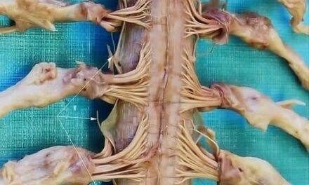 Los nervios que salen de nuestra médula espinal…