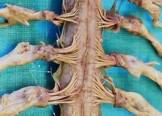 Los nervios que salen de nuestra médula espinal…