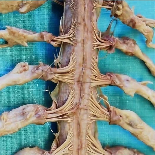 Los nervios que salen de nuestra médula espinal…