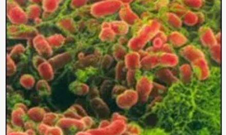 La bacteria que nos hace inteligentes…