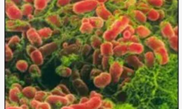 La bacteria que nos hace inteligentes…