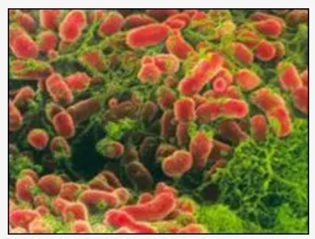 La bacteria que nos hace inteligentes…