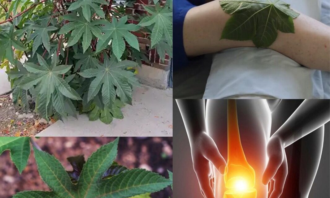 El poder de las hojas de ricino: un regalo oculto de la naturaleza