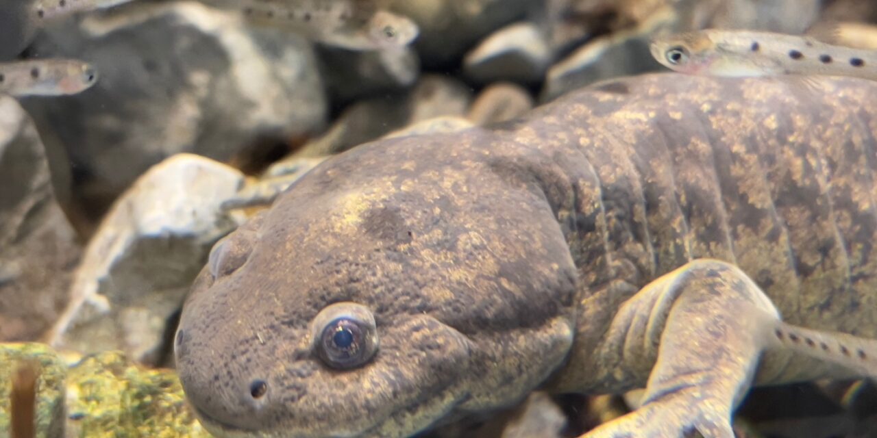 visita Anfibium, Museo del Axolote en el Zoológico de Chapultepec