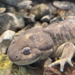 visita Anfibium, Museo del Axolote en el Zoológico de Chapultepec