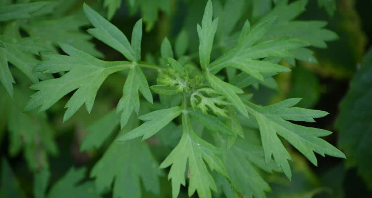 7 propiedades de la planta artemisa