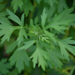 7 propiedades de la planta artemisa