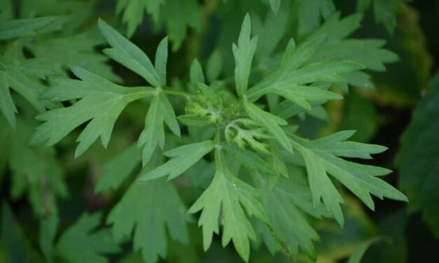7 propiedades de la planta artemisa