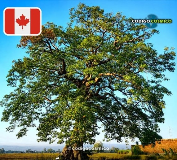 Canadá hace historia al reconocer oficialmente a los árboles como seres vivos con derechos propios.