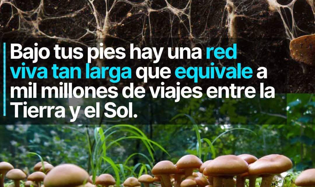 Bajo tus pies hay una red viva que equivale a mil millones de viajes entre la tierra y el sol