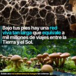 Bajo tus pies hay una red viva que equivale a mil millones de viajes entre la tierra y el sol