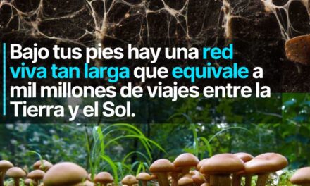 Bajo tus pies hay una red viva que equivale a mil millones de viajes entre la tierra y el sol