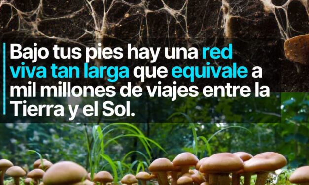 Bajo tus pies hay una red viva que equivale a mil millones de viajes entre la tierra y el sol